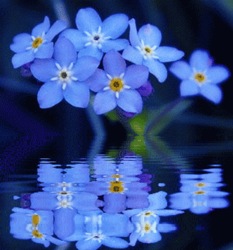 Hoạt hình tuyệt đẹp của những bông hoa đổ bóng trên mặt nước lấp lánh