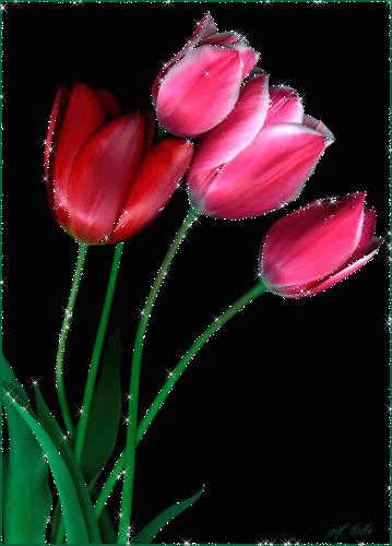 Hoạt hình hoa tulip đẹp