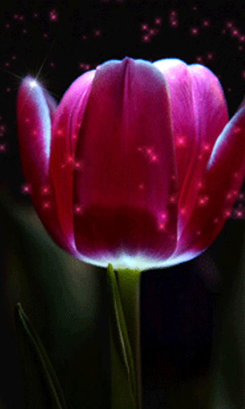 Phim hoạt hình hoa tulip đẹp (2)
