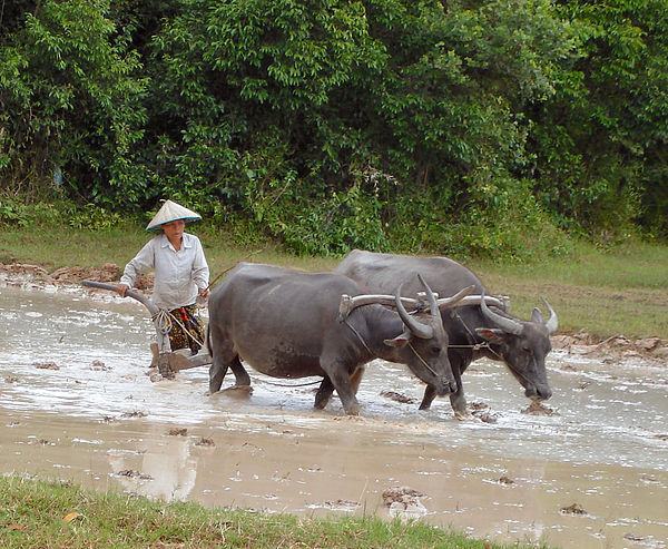 Hình ảnh con trâu cày