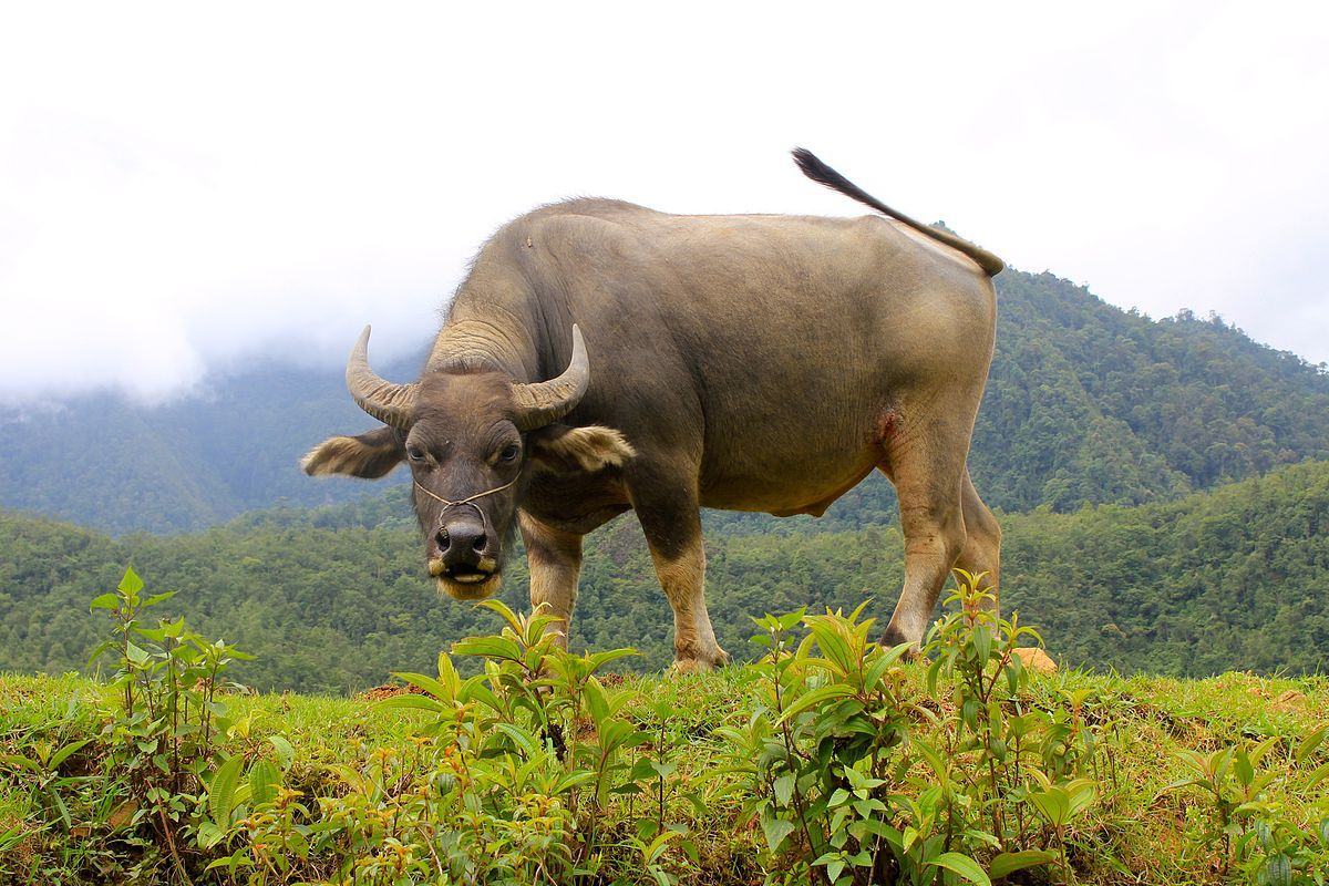 ảnh trâu đẹp