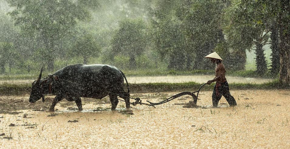 Hình ảnh trâu cày