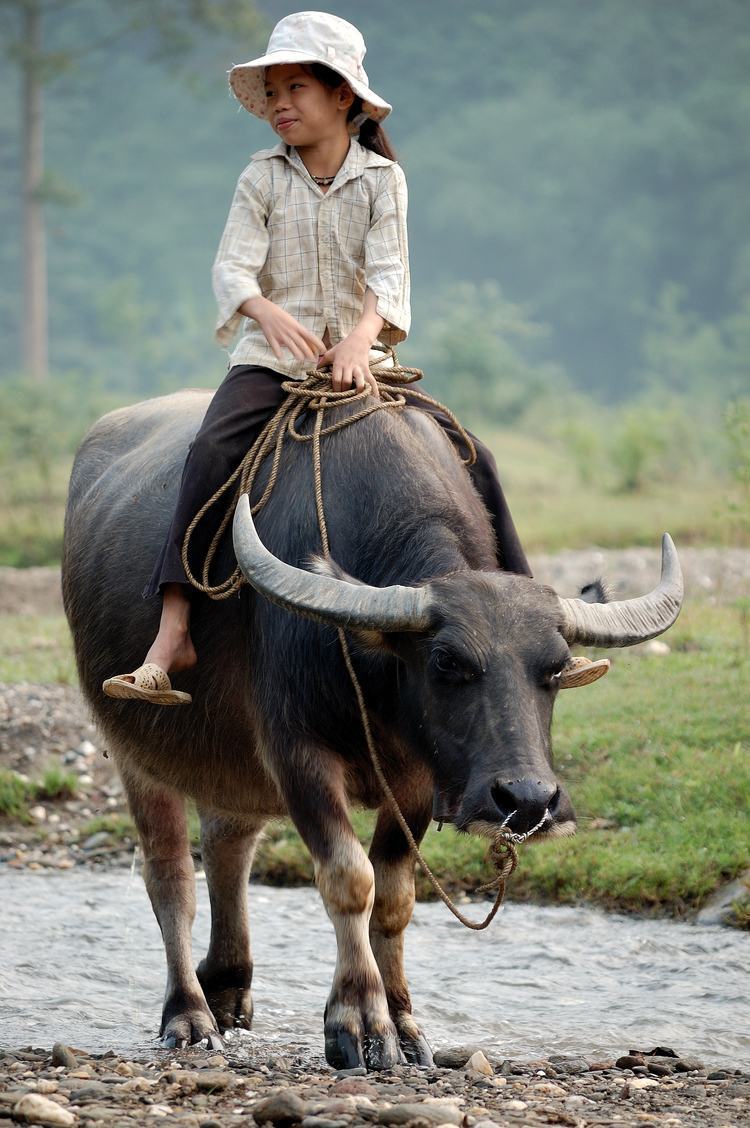 Hình ảnh chăn trâu