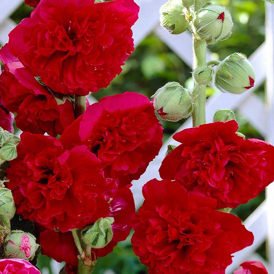Hoa hồng đỏ đẹp quá