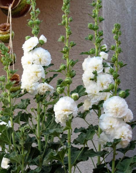 Hoa hồng trắng và hoa trắng