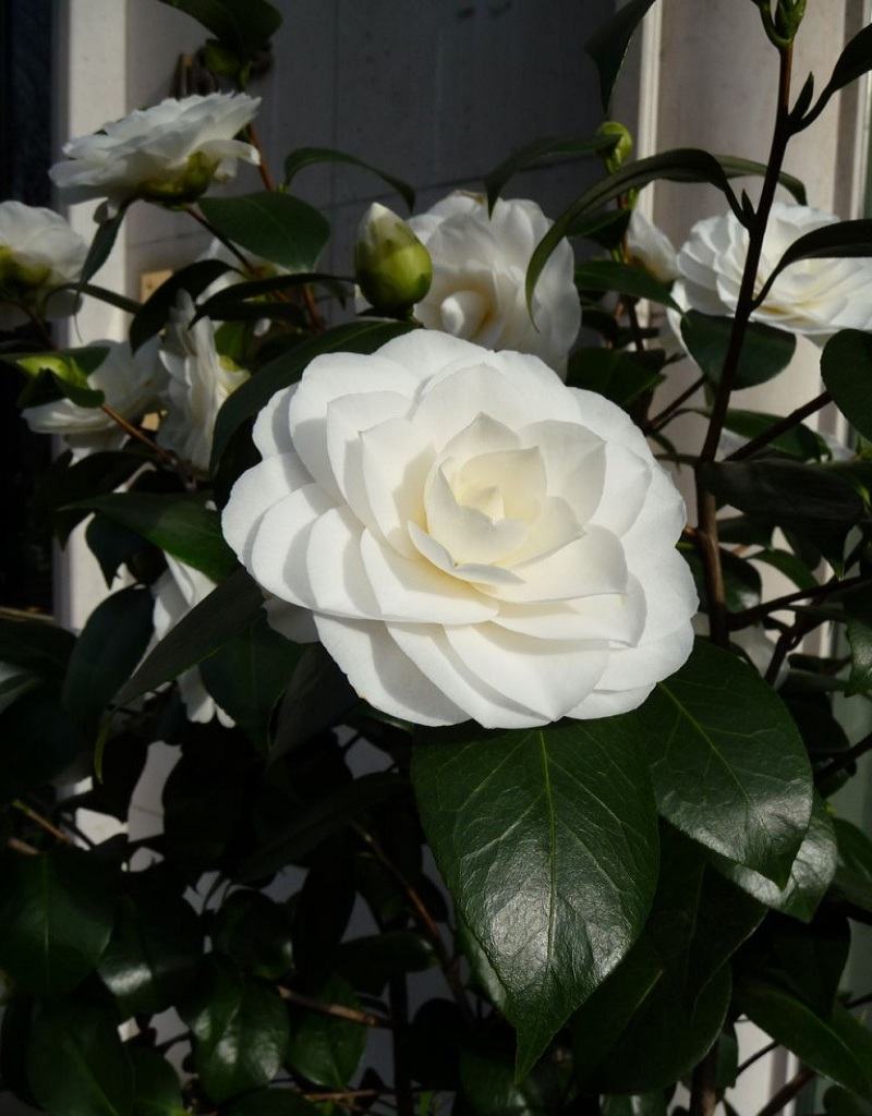 hoa trắng đẹp là hoa trà