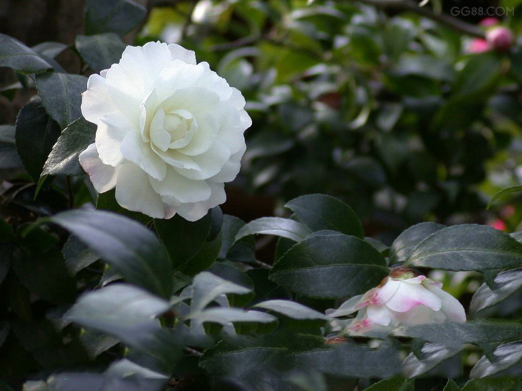 Cành hoa trà trắng rất đẹp