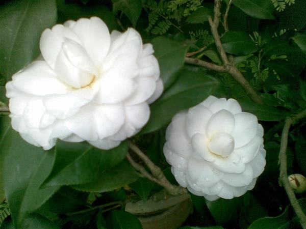 Hai bông hoa trà trắng xinh đẹp
