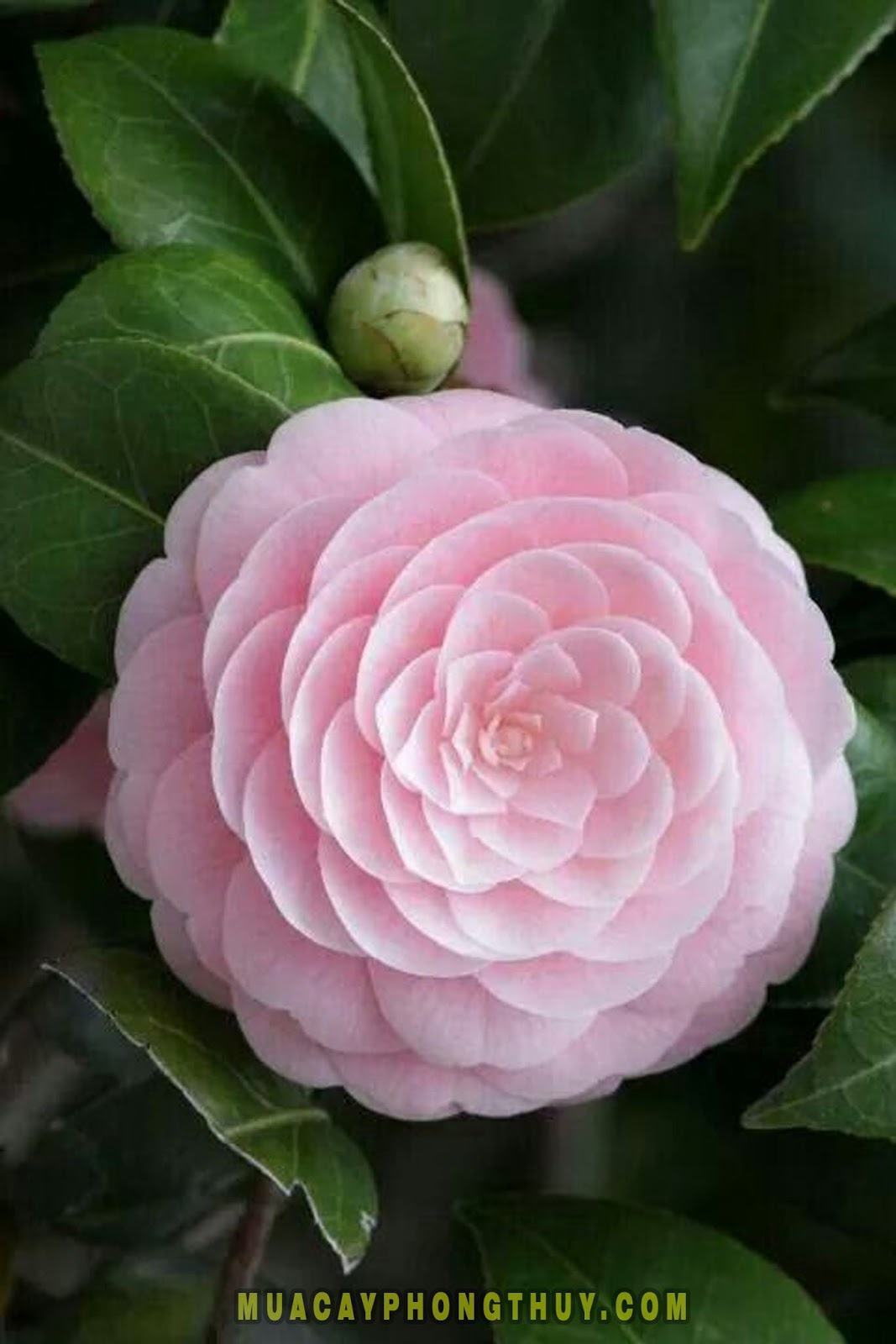hoa trà màu hồng đẹp