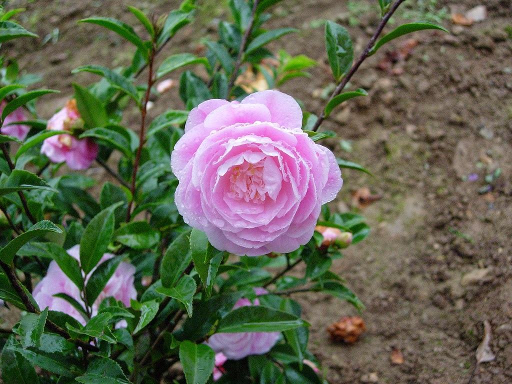 hoa trà màu hồng rất đẹp