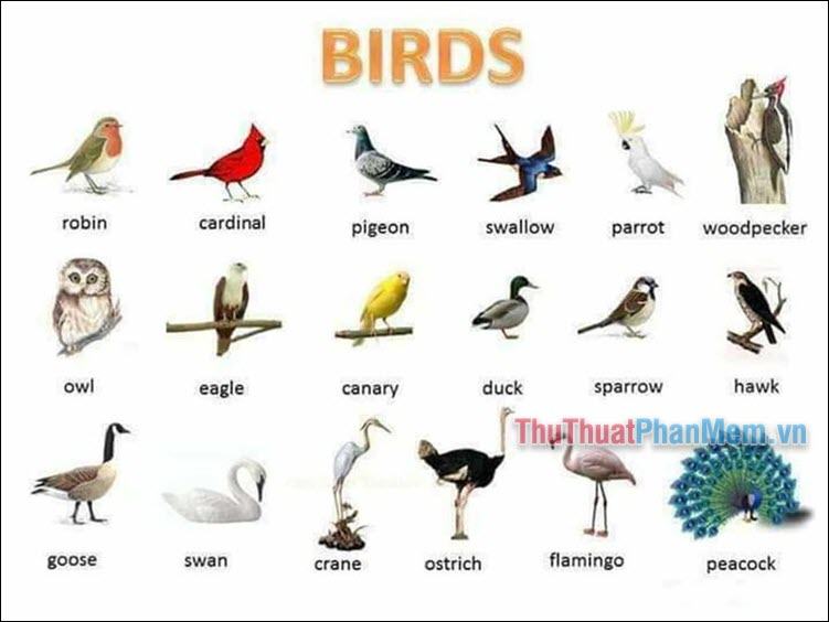 Từ vựng về các loài chim
