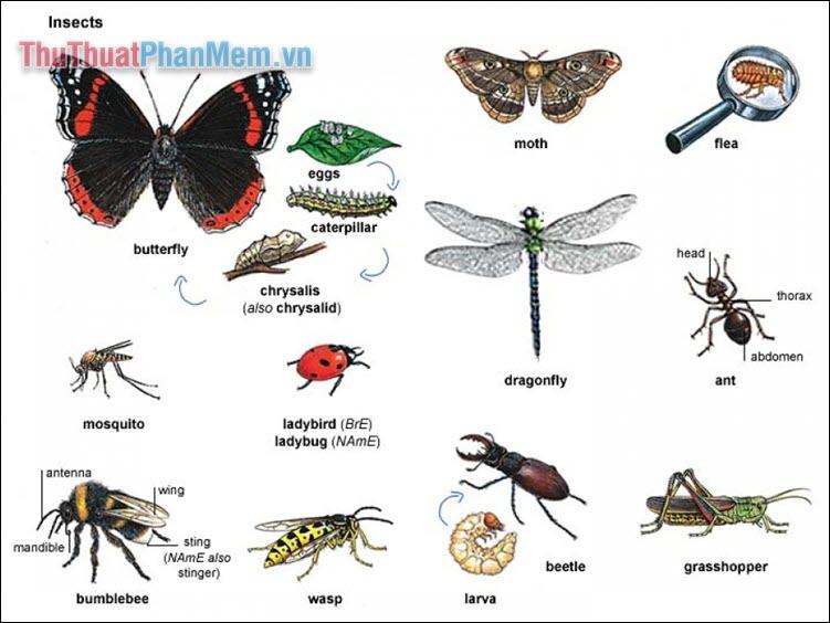 Từ vựng côn trùng thông dụng