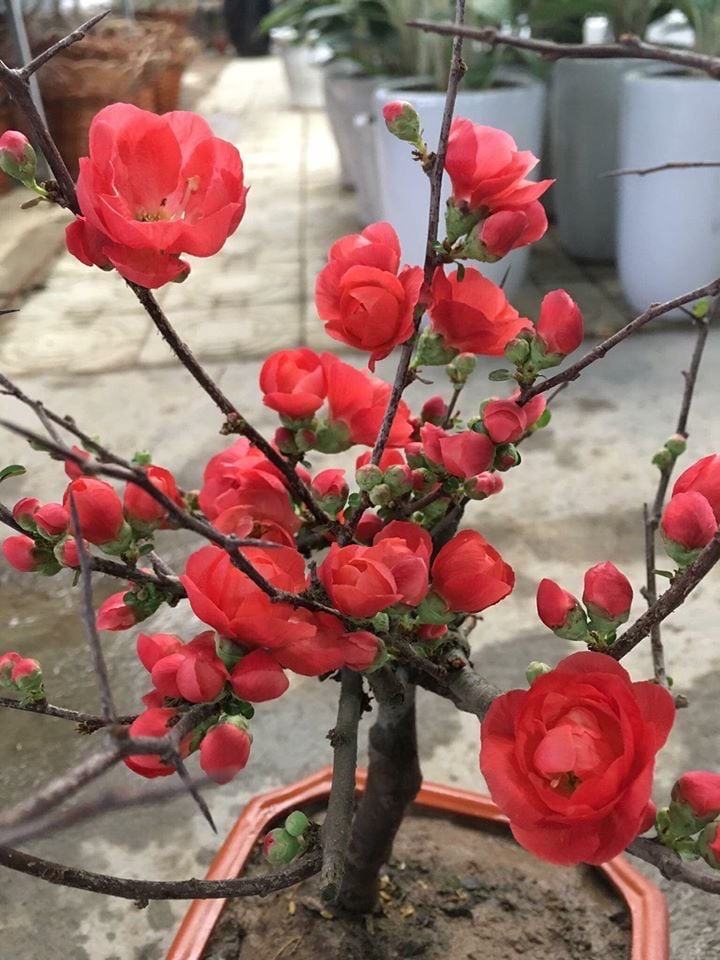 Ảnh hoa mai đỏ bonsai