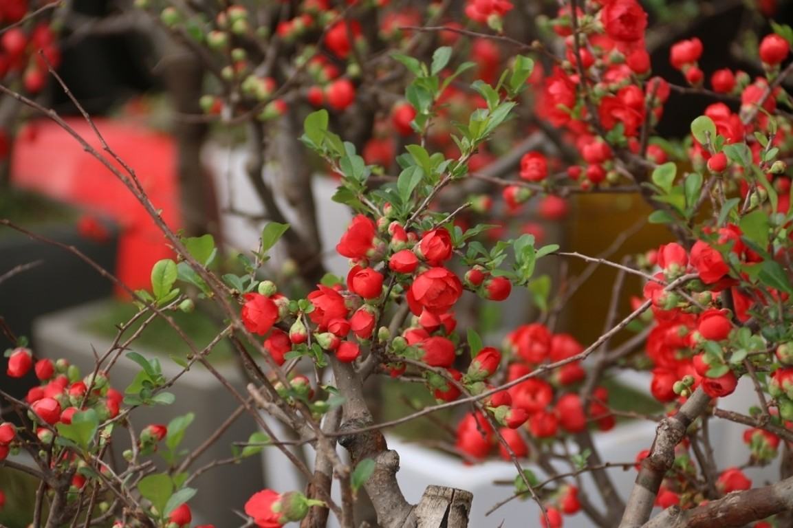 Cây mai đỏ Bonsai đẹp nhất