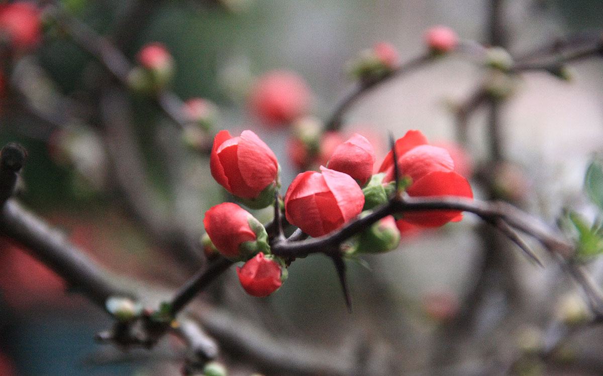 Hình ảnh hoa mai đỏ ngày tết