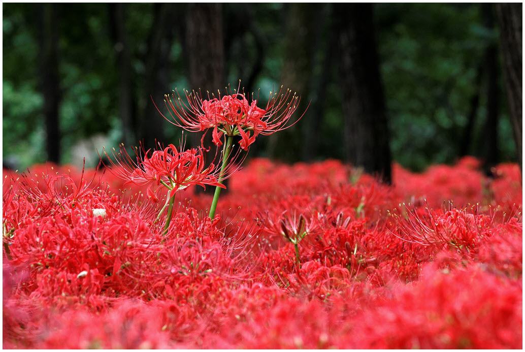 Hình ảnh hoa Bỉ Ngạn đỏ