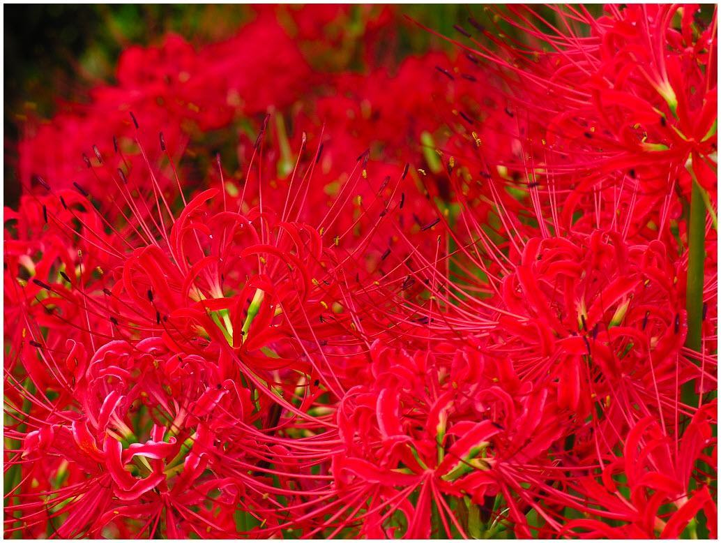 Hình ảnh hoa Bỉ Ngạn đỏ tươi