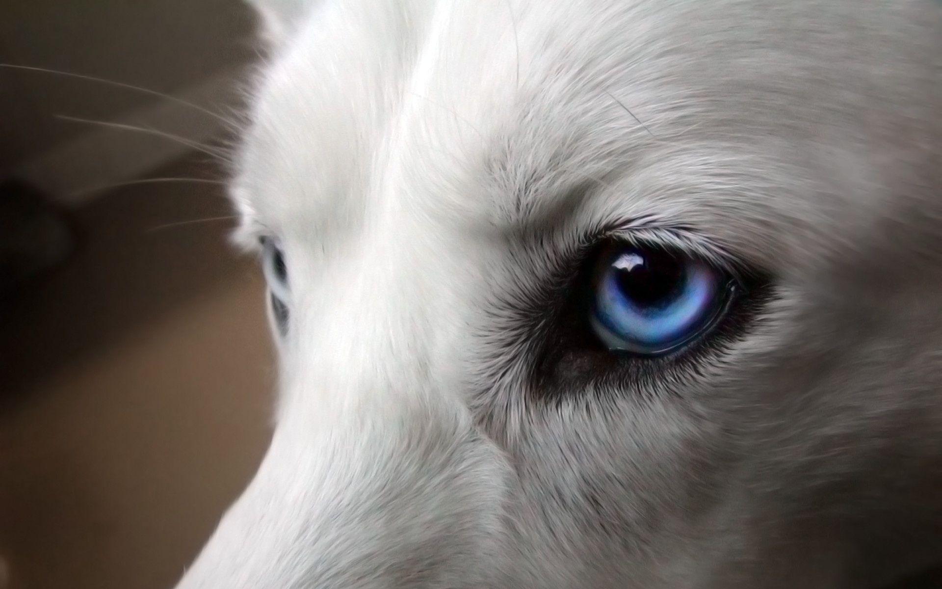 Hình nền chó sói 3D siêu đẹp