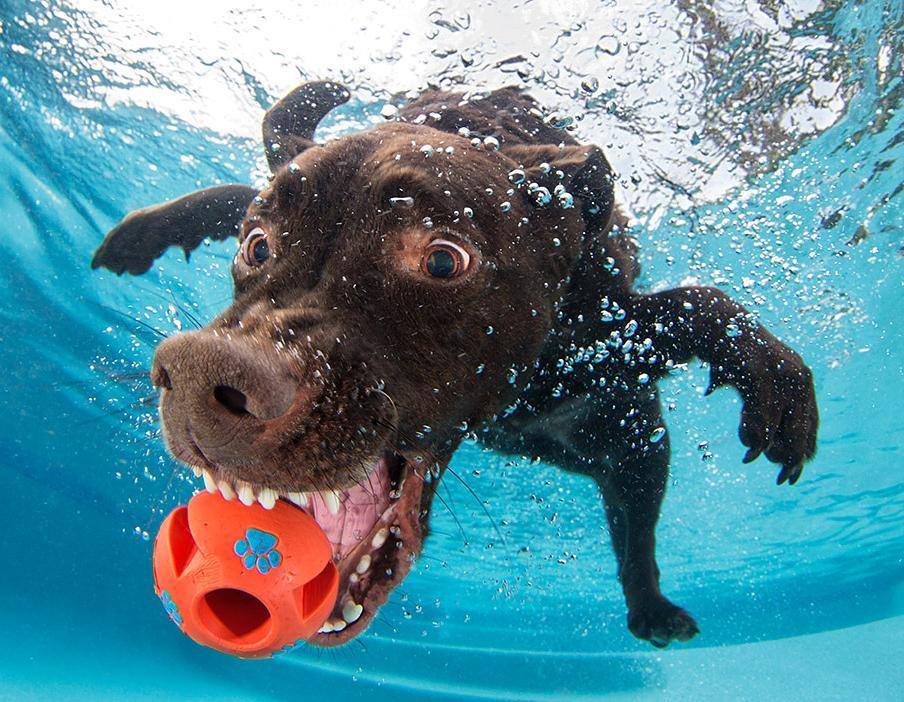Biểu cảm hài hước dễ thương của những chú chó dưới nước