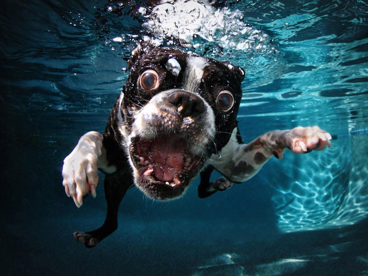 Hình ảnh những chú chó dễ thương dưới nước