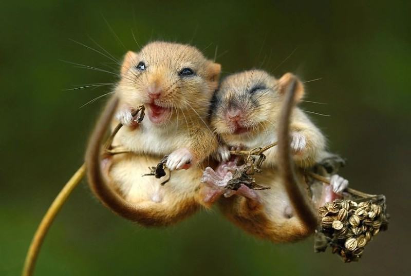 Những chú chuột dễ thương nhất thế giới