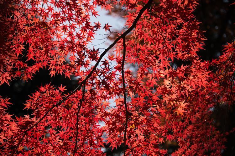 Hình ảnh rừng phong lá đỏ