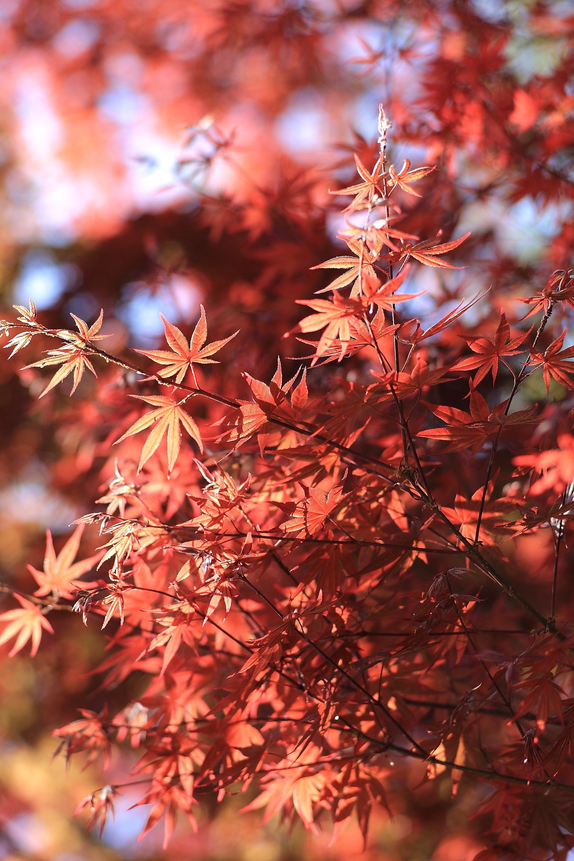 Hình ảnh rừng phong lá đỏ Canada