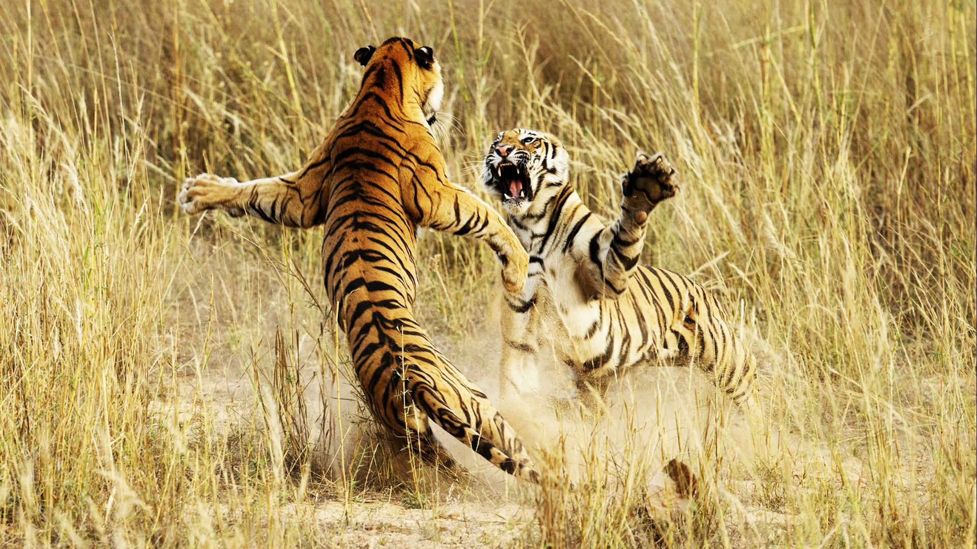 Hình nền hai con hổ đang chơi đùa cực đẹp