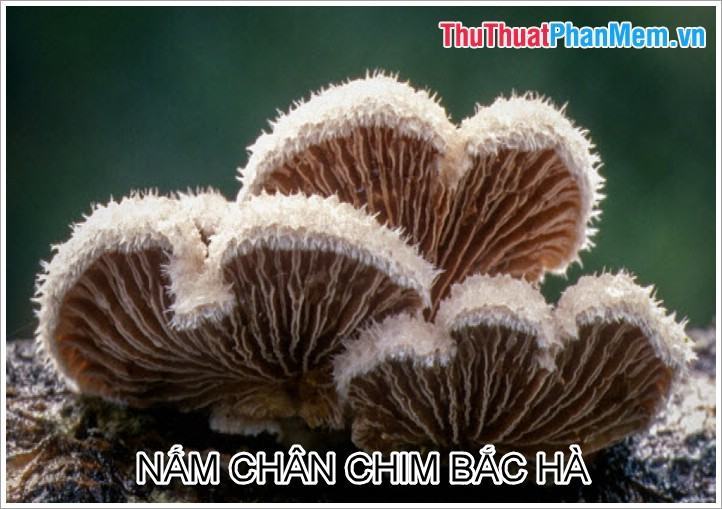 Nấm chân chim Bắc Hà