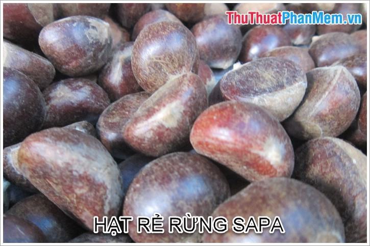 Hạt rẻ rừng Sapa