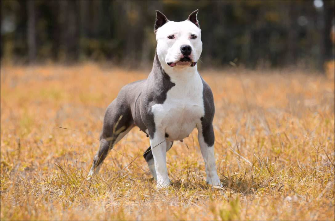 Hình ảnh chó Pitbull đẹp nhất