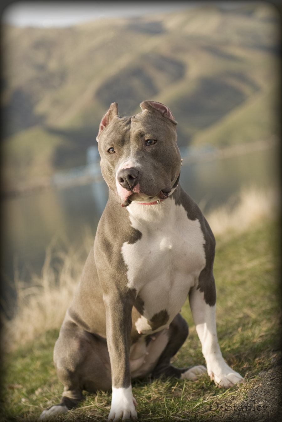 Hình ảnh chó Pitbull - Tổng hợp hình ảnh chó Pitbull đẹp nhất ...