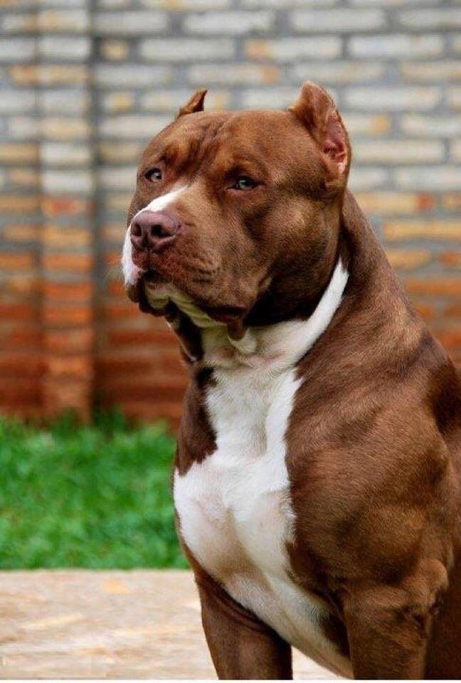 Hình ảnh chó Pitbull đẹp nhất
