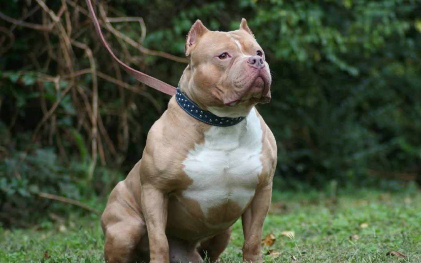 Hình ảnh chó Pitbull - Tổng hợp hình ảnh chó Pitbull đẹp nhất ...