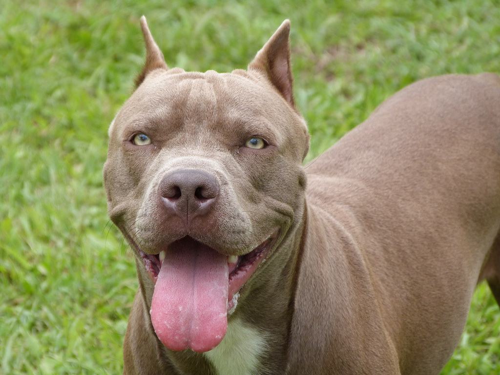 Hình ảnh chó Pitbull cực đẹp