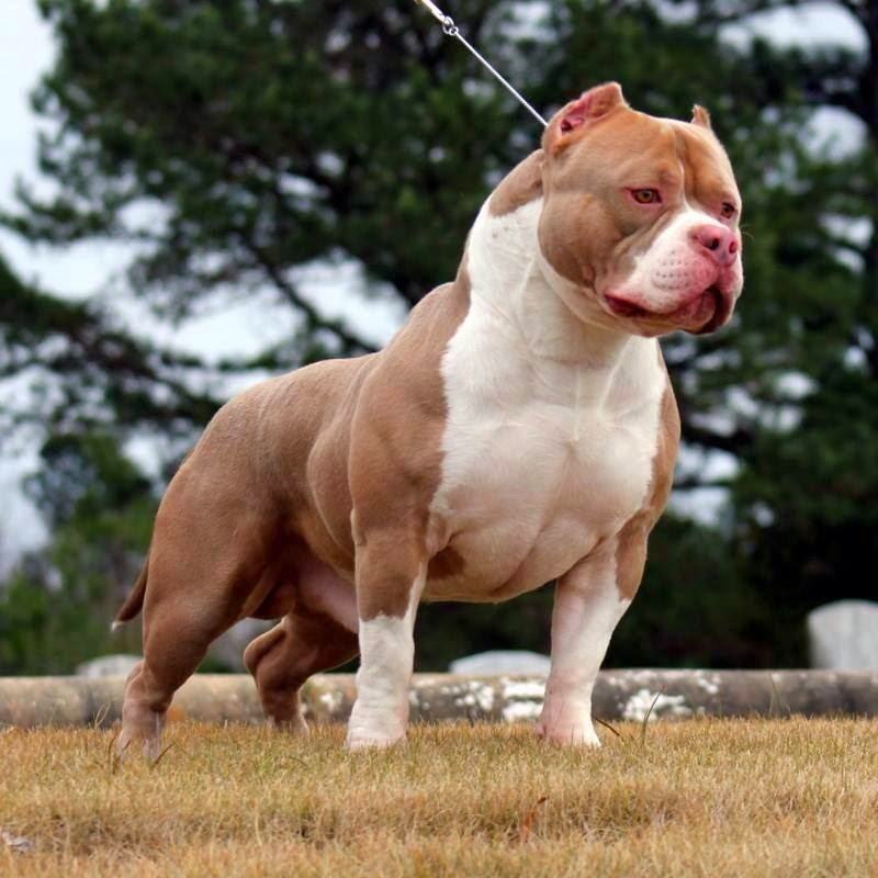 Hình ảnh chó Pitbull lực lưỡng
