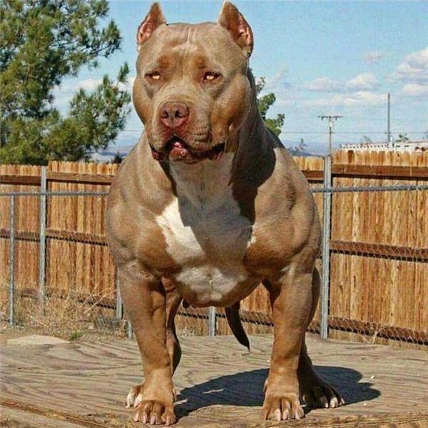 Hình ảnh chó Pitbull cơ bắp đẹp