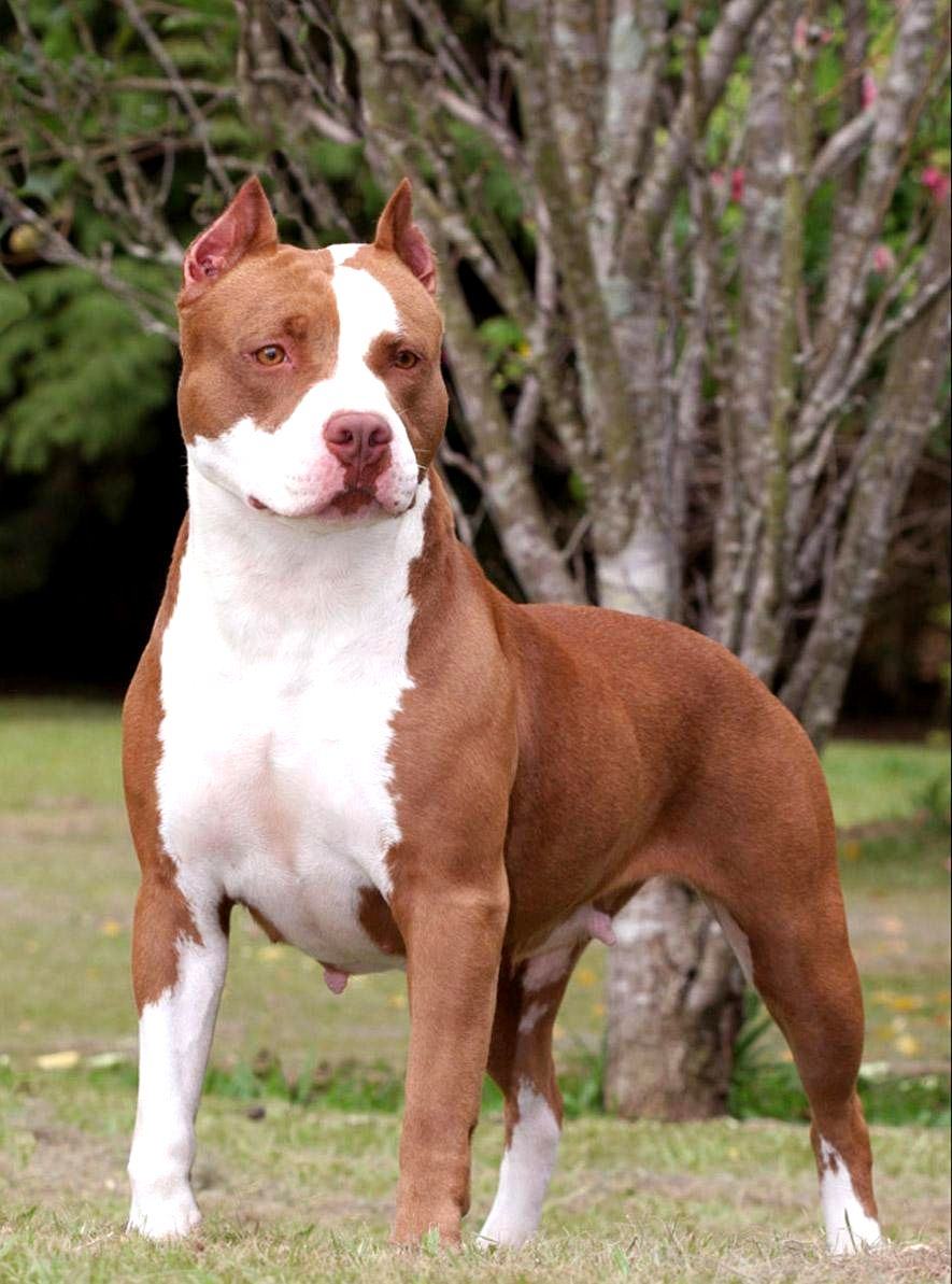 Những hình ảnh chó Pitbull đẹp nhất