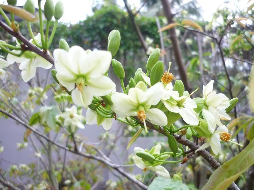 Hình ảnh hoa mai trắng ngày tết