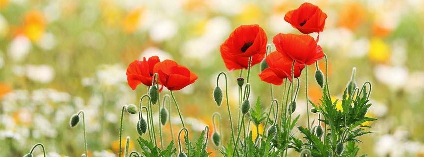 Facebook Cover Photo Beautiful Flowers 2