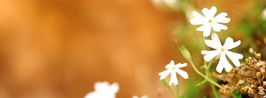 Facebook Cover Photo Beautiful Flowers 6