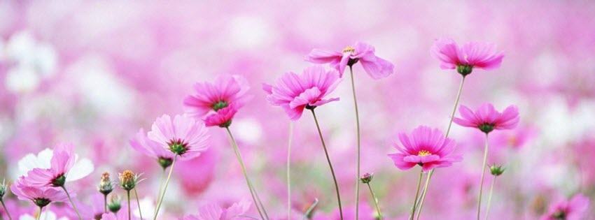 Facebook Cover Photo Beautiful Flowers 5