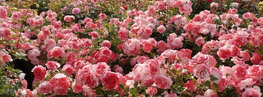 Facebook Cover Photo Beautiful Flowers 4