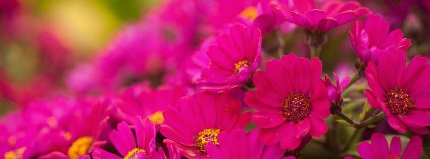 Facebook Cover Photo Beautiful Flowers 3