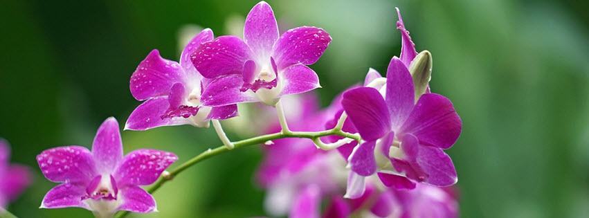 Facebook Cover Photo Beautiful Flowers 16