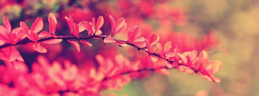 Facebook Cover Photo Beautiful Flowers 7