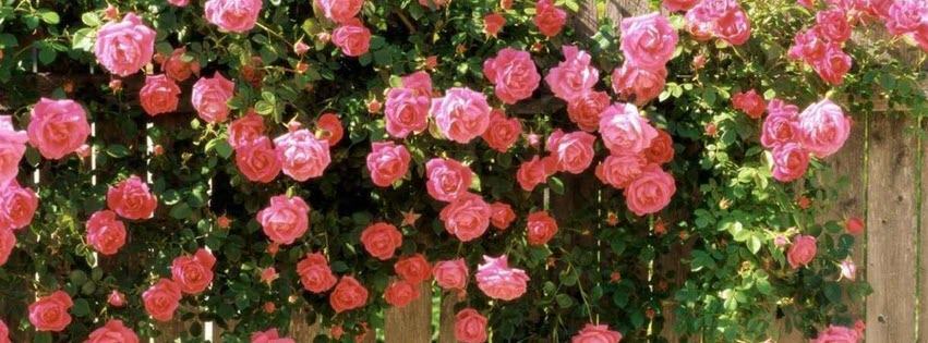 Facebook Cover Photo Beautiful Flowers 14