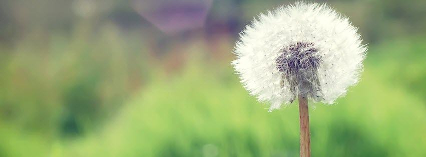 Facebook Cover Photo Beautiful Flowers 11