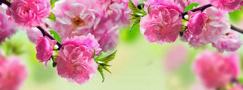 Facebook Cover Photo Beautiful Flowers 13