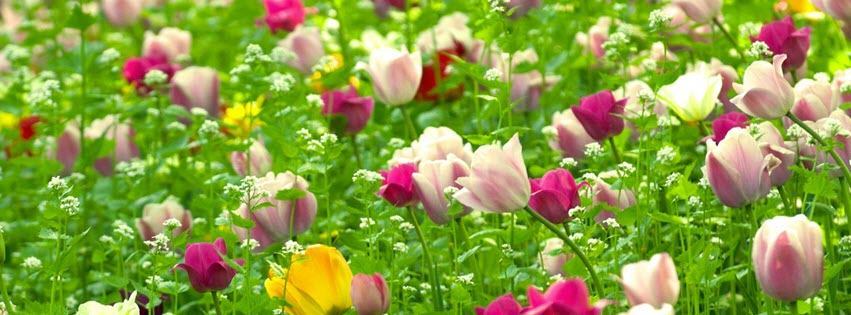 Facebook Cover Photo Beautiful Flowers 8